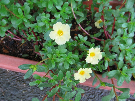 ポーチュラカの挿し芽したよ 花好きおばあさんの 園芸ボランティア日記