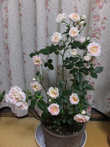 2015-05-20_3582