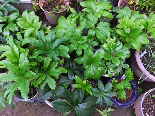 クリスマスローズの古葉切り 花好きおばあさんの 園芸ボランティア日記