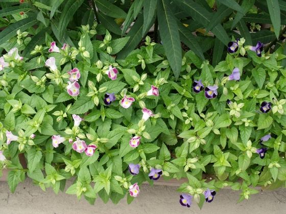 トレニア 切り戻し その後 花好きおばあさんの 園芸ボランティア日記