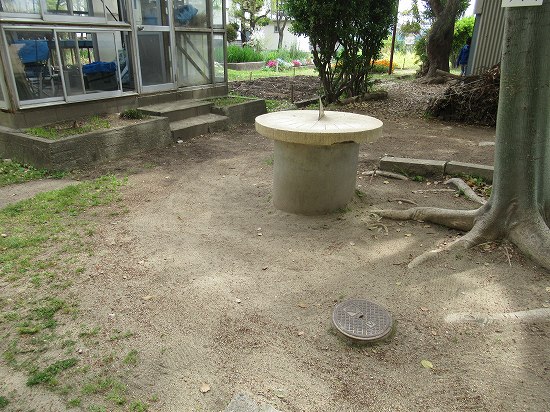 キンセンカの花がら摘み 楠の落ち葉掃除 花好きおばあさんの 園芸ボランティア日記