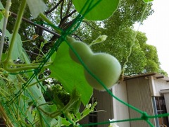 2016-07-07_8788