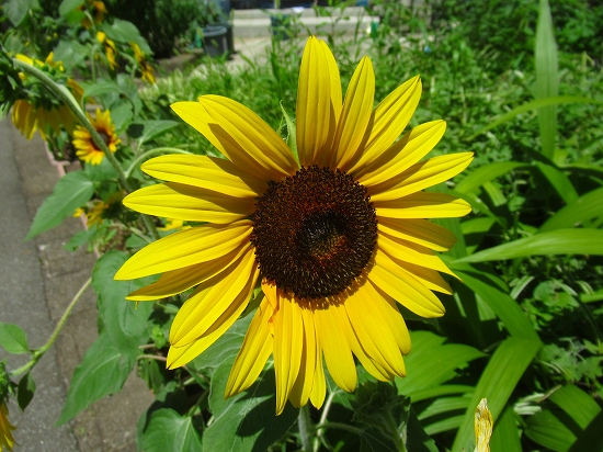 2021-07-22_15284