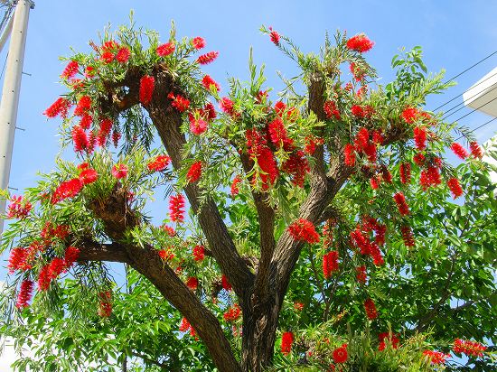 支柱たて ブラシの木 花好きおばあさんの 園芸ボランティア日記