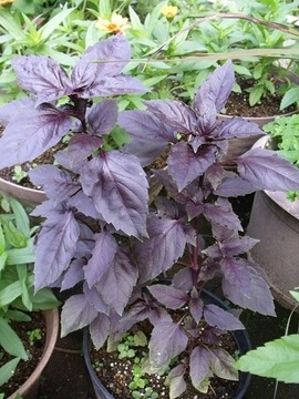 2012-07-11_2810_R
