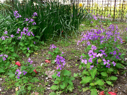 菜の花 紫花菜 葉牡丹の花 花好きおばあさんの 園芸ボランティア日記