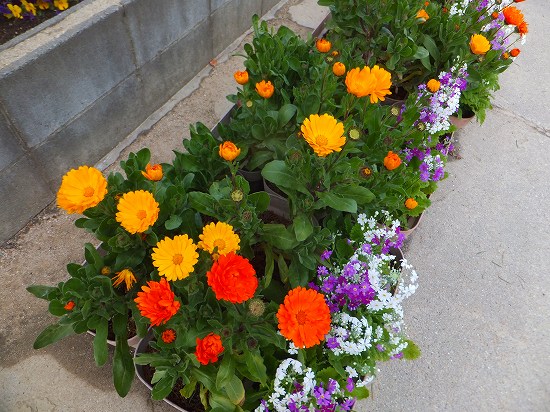 キンセンカの花が いっぱい O 花好きおばあさんの 園芸ボランティア日記