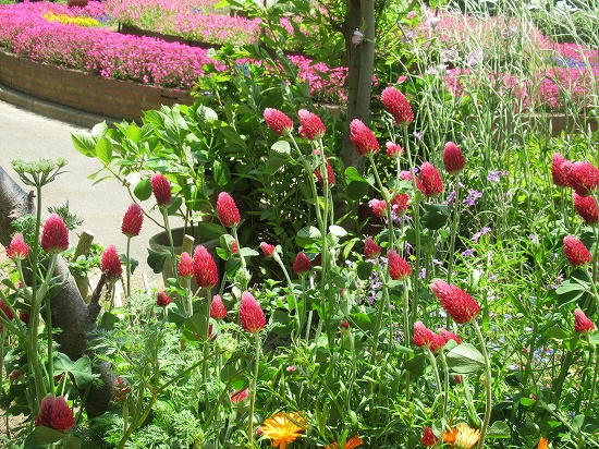 学校花壇の1年を振り返って ５月上旬 花好きおばあさんの 園芸ボランティア日記