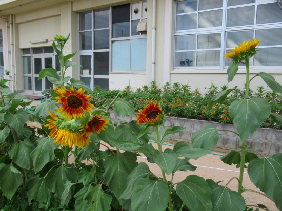 ひまわりムーランルージュが満開です O 花好きおばあさんの 園芸ボランティア日記 ひまわりムーランルージュが満開です O 花好きおばあさんの 園芸ボランティア日記