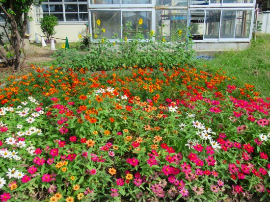 トレニア マリーゴールドが元気です 花好きおばあさんの 園芸ボランティア日記