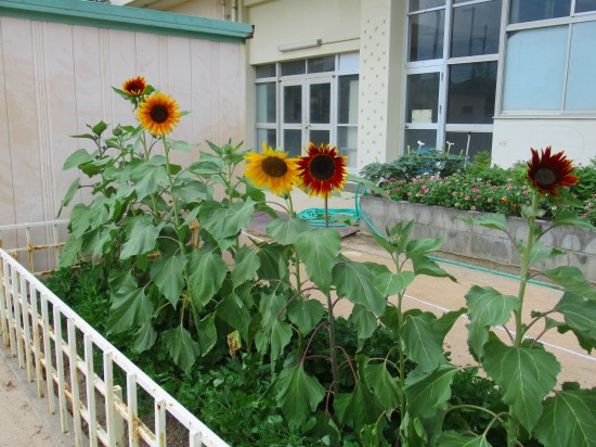 ひまわりムーランルージュが満開です O 花好きおばあさんの 園芸ボランティア日記 ひまわりムーランルージュが満開です O 花好きおばあさんの 園芸ボランティア日記