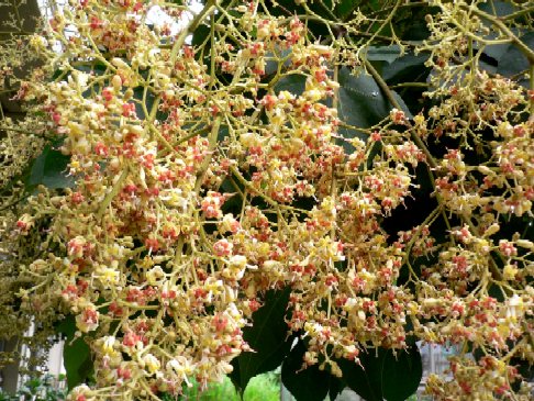 青桐の種 花好きおばあさんの 園芸ボランティア日記 青桐の種 花好きおばあさんの 園芸ボランティア日記