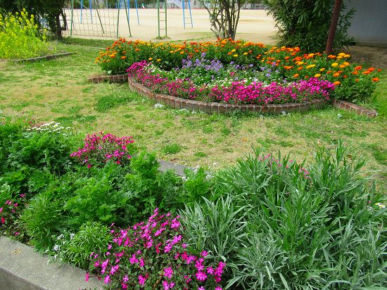 学校花壇の1年を振り返って ３月上旬 花好きおばあさんの 園芸ボランティア日記