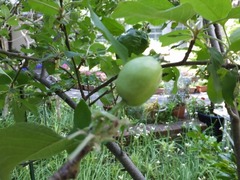 2015-05-12_3151