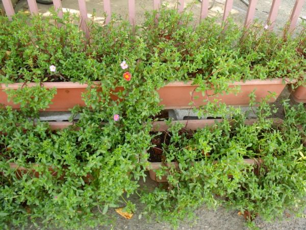 ポーチュラカの切り戻し 花好きおばあさんの 園芸ボランティア日記