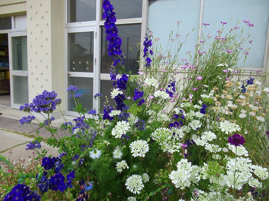 傷んできた花壇に咲くブルーと白のお花たち 花好きおばあさんの 園芸ボランティア日記