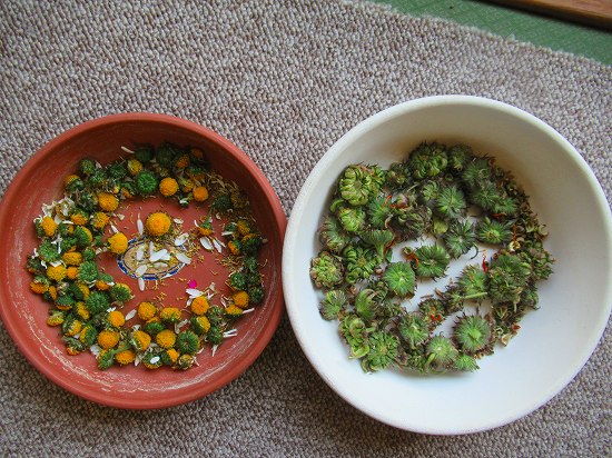 剪定終了 種取り 種まきビオラ 花好きおばあさんの 園芸ボランティア日記