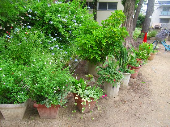 簡単寄せ植え やっぱり続く根切り虫の被害 花好きおばあさんの 園芸ボランティア日記