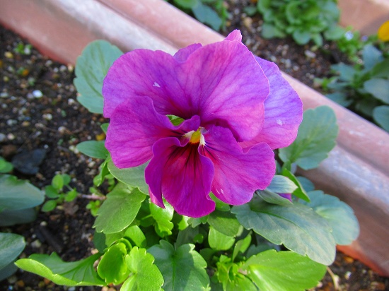 今年の学校の 種蒔きパンジーと ビオラは 花好きおばあさんの 園芸ボランティア日記 今年の学校の 種蒔きパンジーと ビオラは 花好きおばあさんの 園芸ボランティア日記