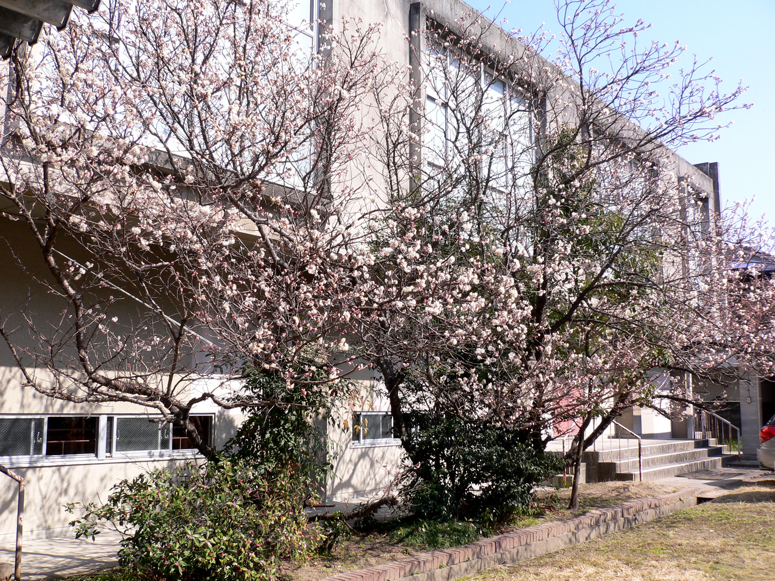 暖地桜桃 花好きおばあさんの 園芸ボランティア日記