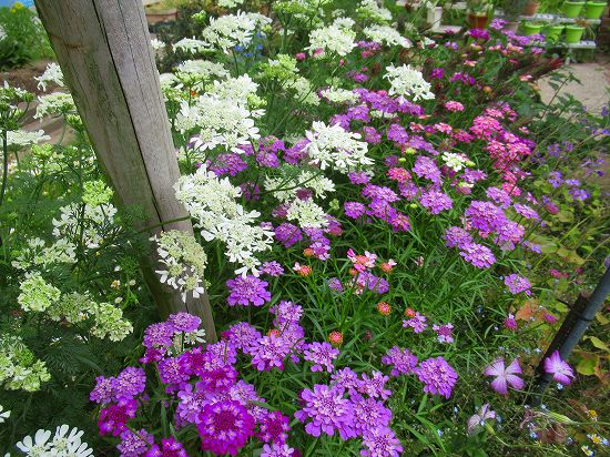 オルレアと イベリスキャンディータフトがいっぱい 花好きおばあさんの 園芸ボランティア日記