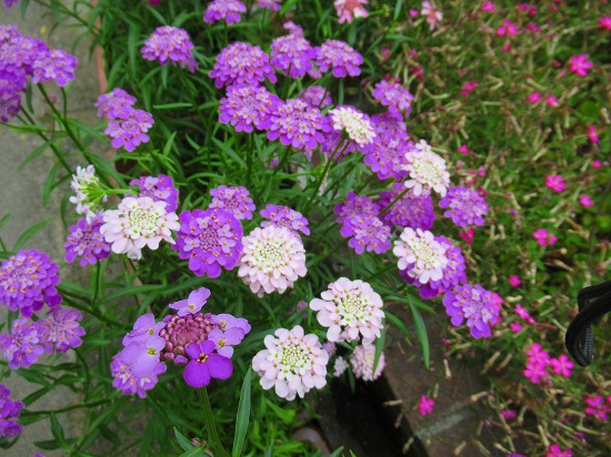 オルレアと イベリスキャンディータフトがいっぱい 花好きおばあさんの 園芸ボランティア日記