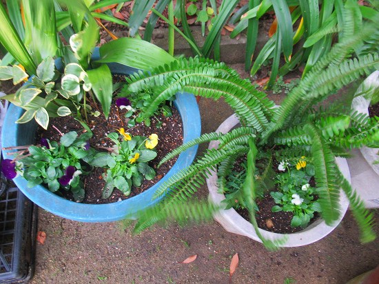 花壇が乾燥しすぎて 植え付けが進みません Oo 花好きおばあさんの 園芸ボランティア日記 花壇が乾燥しすぎて 植え付けが進みません Oo 花好きおばあさんの 園芸ボランティア日記