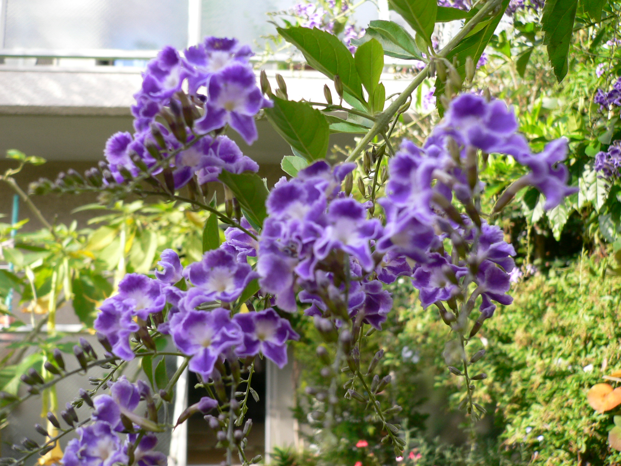 デュランタタカラヅカ 花好きおばさんの 園芸ボランティア日記
