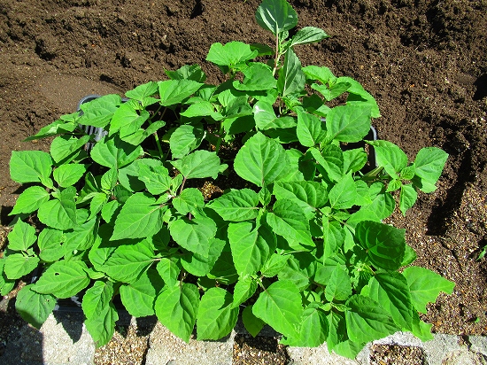みんなでポーチュラカの挿し芽教室 花好きおばあさんの 園芸ボランティア日記