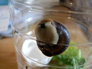 ¥«¥¿¥Ä¥à¥ê