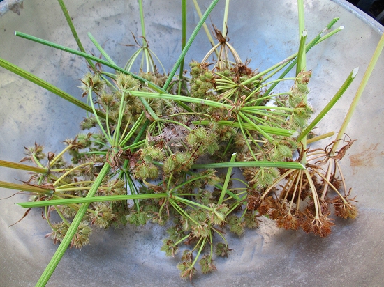 ボーダー花壇にジニアプロヒュージョン植えたよ 花好きおばあさんの 園芸ボランティア日記 ボーダー花壇にジニアプロヒュージョン植えたよ 花好きおばあさんの 園芸ボランティア日記