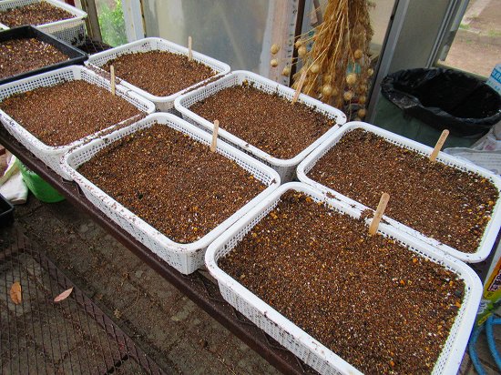 種蒔き 挿し芽 プリムラマラコイデスの定植 花好きおばあさんの 園芸ボランティア日記