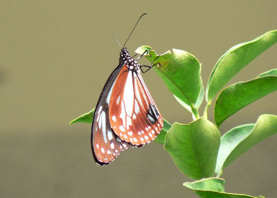 ¥¢¥µ¥®¥Þ¥À¥é