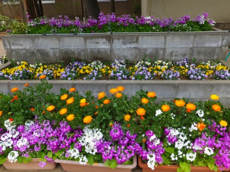 プリムラ マラコイデスが 超満開 O 花好きおばあさんの 園芸ボランティア日記