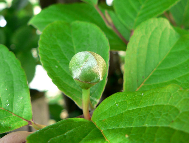 エゴノキの虫コブ 花好きおばあさんの 園芸ボランティア日記