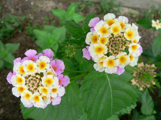 芙蓉の花 ヘチマの観察 花好きおばあさんの 園芸ボランティア日記