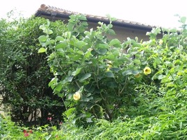 2012-07-10_2777_R