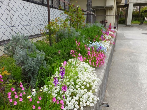 西門の ボーダー花壇が見頃です O 花好きおばあさんの 園芸ボランティア日記