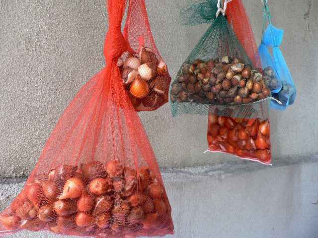 球根いろいろ おまけに桔梗 花好きおばあさんの 園芸ボランティア日記