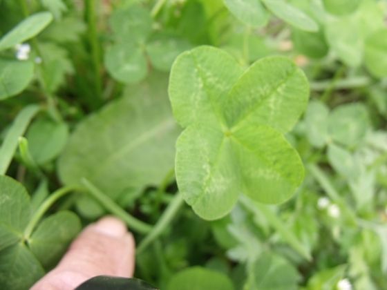 五つ葉のクローバー 花好きおばあさんの 園芸ボランティア日記