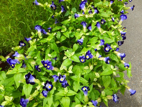 失敗 いろいろ 花好きおばあさんの 園芸ボランティア日記