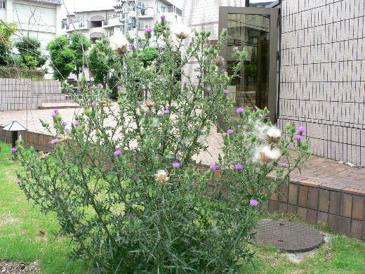 アザミの綿毛の旅立ち 花好きおばあさんの 園芸ボランティア日記