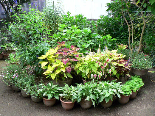 あぁ ランタナ 倒れる 花好きおばあさんの 園芸ボランティア日記 あぁ ランタナ 倒れる 花好きおばあさんの 園芸ボランティア日記