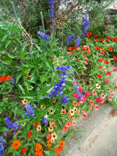 ブルーサルビアが 一段と色鮮やかに 花好きおばあさんの 園芸ボランティア日記