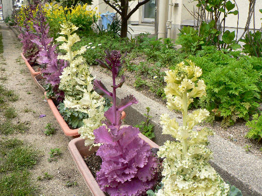 菜の花 紫花菜 葉牡丹の花 花好きおばあさんの 園芸ボランティア日記