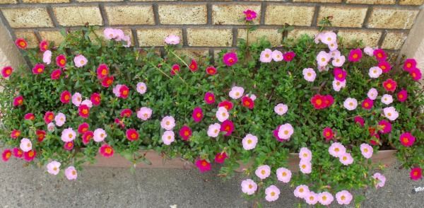 ポーチュラカの切り戻し 花好きおばあさんの 園芸ボランティア日記