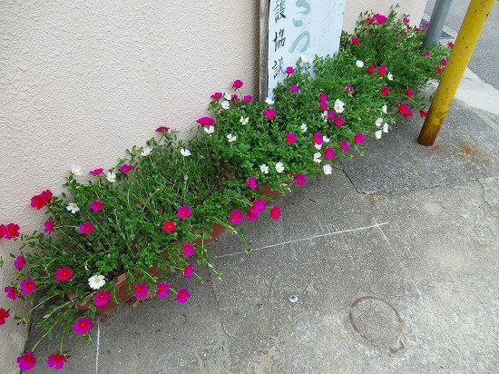 ポーチュラカが きれいに咲いたよ 花好きおばあさんの 園芸ボランティア日記