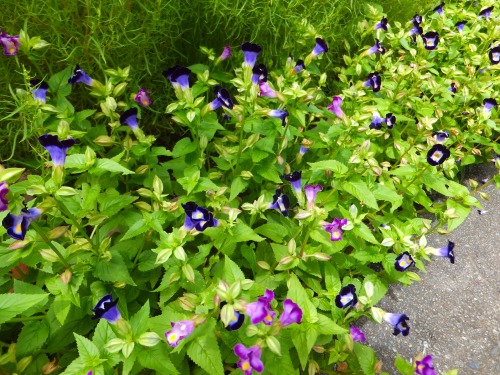 失敗 いろいろ 花好きおばあさんの 園芸ボランティア日記