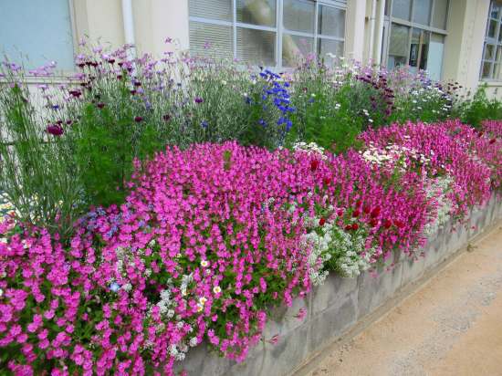 学校中 ピンクの シレネだらけ O 花好きおばあさんの 園芸ボランティア日記
