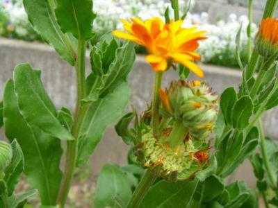 DSCF4702